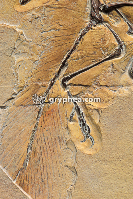 Archaeopteryx (détail 4) - Jurassique supérieur (Solnhofen, Bavière, Allemagne)  - gryphea.com